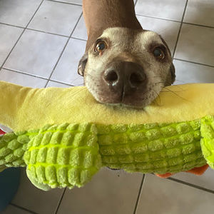 Meet your Posher, Izzy